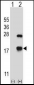 CRYAB Antibody (Center)